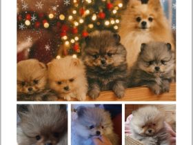 Pomeranian Zwergspitz Welpen 2 Mädels 1 Bub Bärchen Typ Zuckersüße Babys