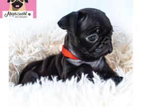 Mopsmädchen mit Gesundheitszeugnis & Ahnentafel – abgabebereit!