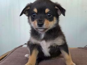 Clyde sucht eine Familie