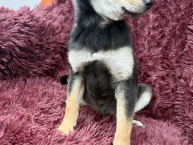 Clyde sucht eine Familie