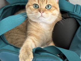 Britisch Kurz Haar Deckkater mit Stammbaum