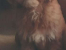 Mini Goldendoodle Rüde