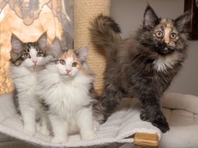 Norwegische Waldkatze