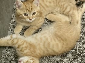 Britische kurzhaar kitten