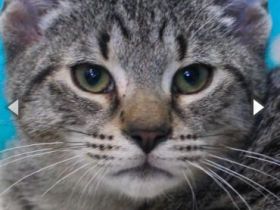 Abel, verschmustes Katzenkind