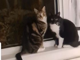 2 Kater suchen ein gemeinsames liebevolles Zuhause in Wohnungshaltung mit vernetzten Balkon
