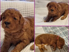 Zwergpudel welpen in aprikot/fawn