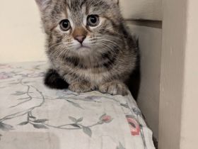 Süße Maine coon Mix katze Mädel