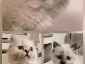 Heilige birma Kitten