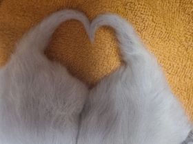 Heilige birma Kitten