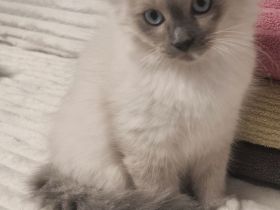 ! Nur noch 2 Heilige birma Kitten Abgabe bereit!