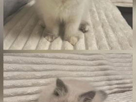 Heilige birma Kitten