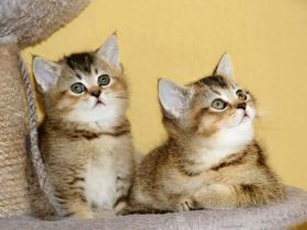 sehr süße verschmuste Britisch Kurzhaar Kitten, BKH Bärchen