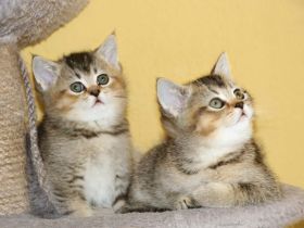 sehr süße verkuschelte Britisch Kurzhaar Kitten, BKH Bärchen