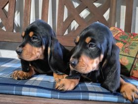 reinrassige Schweizer Niederlaufhunde in black and tan, (Jura)