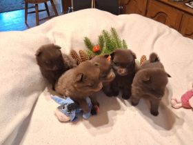 Zuckersüße Mittelspitz Welpen