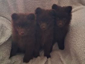 Zuckersüße Mittelspitz Welpen