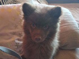 1 Zuckersüßer  Mittelspitzrüde