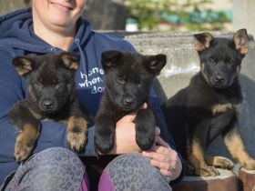 Dt. Schäferhundwelpen aus 100% DDR-Blutlinien mit roten SV/VDH Papieren.