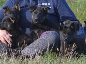 Dt. Schäferhundwelpen aus DDR-Blutlinien und roten SV/VDH Papieren.
