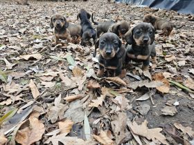 Dackelwelpen