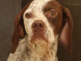 Acira, geb. ca. 04/2023, lebt auf einer Pflegestelle in 67735 Mehlbach