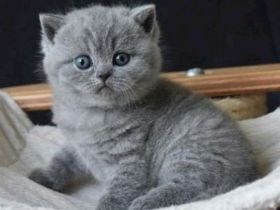 Neugeborene Britisch Kurzhaar-Kätzchen mit Stammba