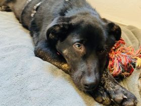 Schenkst du Nova ein Zuhause?