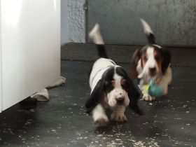 Basset Hound Welpen