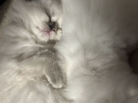 Zauberhafte Ragdoll Kitten suchen liebevolles Zuhause