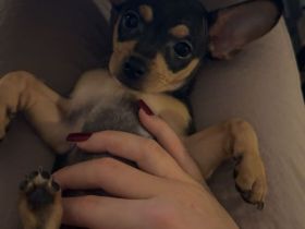 Mini Toy Terrier- bis nächste Woche!!