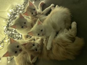 Wunderschöne Maine Coon Kitten