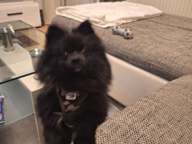 Zwergspitz Rüde 8 Monate jung