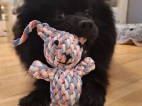 Zwergspitz Rüde 8 Monate jung