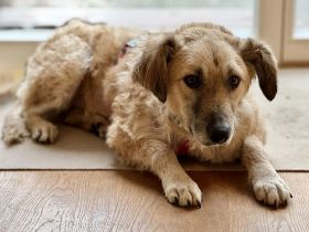 Findus Mischling, Mischlingshund, Rüde 3 Jahre auf Pflegestelle in 64372 sucht seine Familie