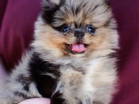 Wunderschönee Pomeranian Zwergspitz Welpen