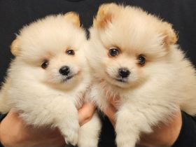 Zwergspitz-Pomeranian welpen