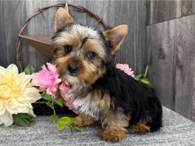Yorkshire-Terrier-Welpen
