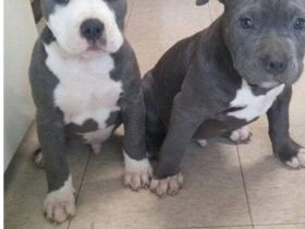 American Pitbull Terrier Welpen