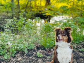 DRINGENDES ZUHAUSE oder Pflegestelle GESUCHT – FÜR MINI-AUSSIE AMY