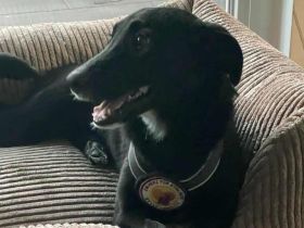 Dina wartet auf ihr Glück