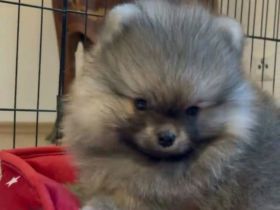 Süßer Pomeranian-Welpe