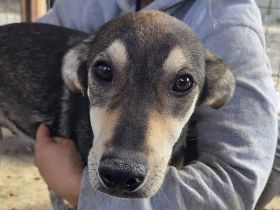 Dennis, feiner, sensibler junger Rüde auf der Suche nach einem Zuhause, 11 M, 51 cm