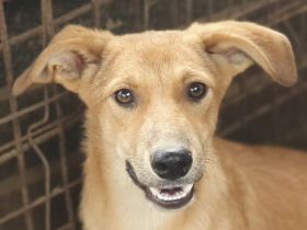 Gorbi, fröhlicher, unkomplizierter Junghund, der bereit ist, das Leben zu entdecken, 10 M, 44 cm