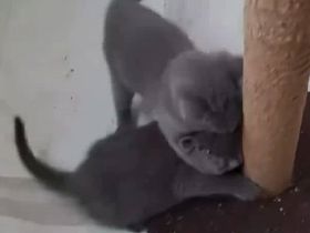 Schöne Russisch Blau Kätzchen (männlich und weiblich)