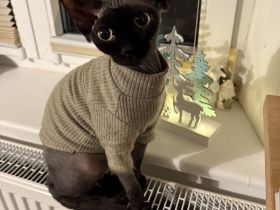 Wurfankündigung Kanadische Sphynx Kitten