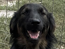 Lara, wunderschöne, aktive Hündin, mit sehr viel Potenzial, 2 J, 51 cm