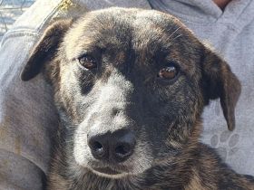 Mable, unsicheres Hundemädchen, das im richtigen Zuhause aufblühen wird, 1,5 J, 47 cm