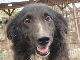 Navid, ein sanfter Kuschelbär, der es liebt, beim Menschen zu sein, 4 J, 40 cm