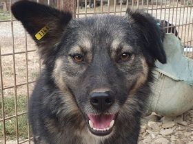 Pearl braucht ein ruhiges, stabiles Zuhause bei einfühlsamen Menschen, 3 J, 48 cm